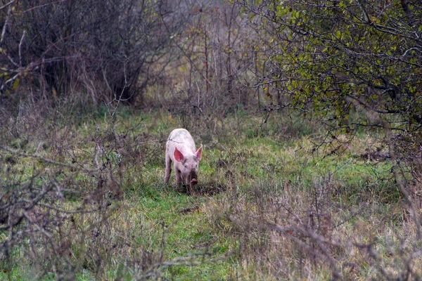 Mangulitsa Schwein und ihre Schweine — Stockfoto