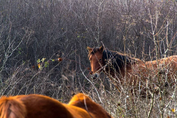 Cavalos selvagens da montanha — Fotografia de Stock