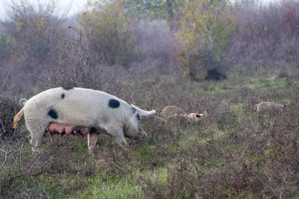 Mangulitsa maiale e i suoi maiali — Foto Stock