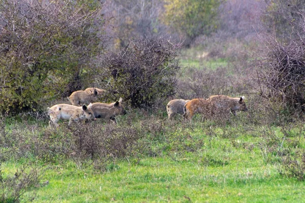 Mangulitsa varkens- en haar varkens — Stockfoto