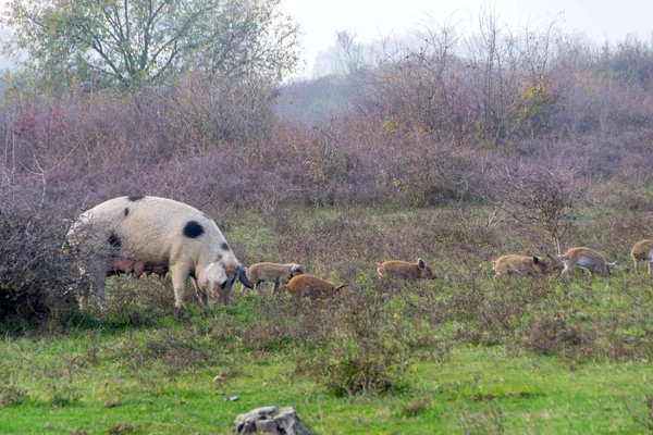 Mangulitsa porco e seus porcos — Fotografia de Stock