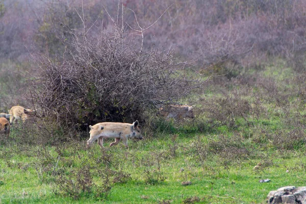 Mangulitsa Schwein und ihre Schweine — Stockfoto