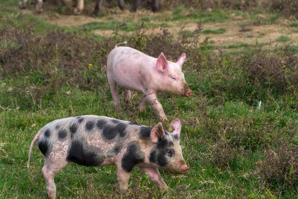 Cerdo Mangulitsa y sus cerdos — Foto de Stock