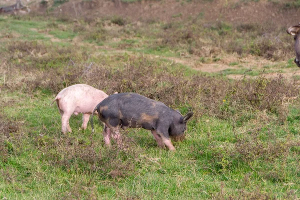 Mangulitsa gris och hennes grisar — Stockfoto