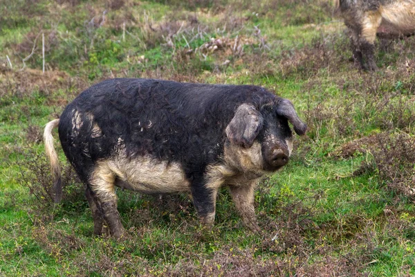 Свиня Mangulitsa і її свиней — стокове фото