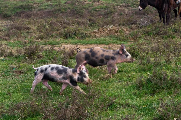 Mangulitsa varkens- en haar varkens — Stockfoto