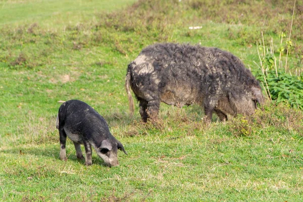 Мангулицкая свинья и её свиньи — стоковое фото
