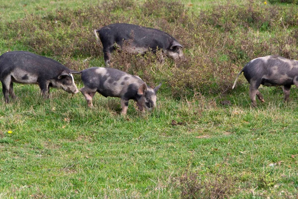 Mangulitsa Schwein und ihre Schweine — Stockfoto