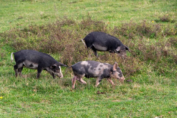 Mangulitsa porco e seus porcos — Fotografia de Stock