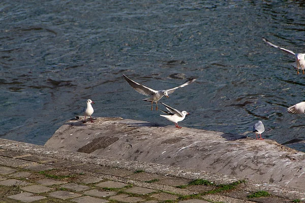 City seagulls on the Danube coast — Stock Photo, Image