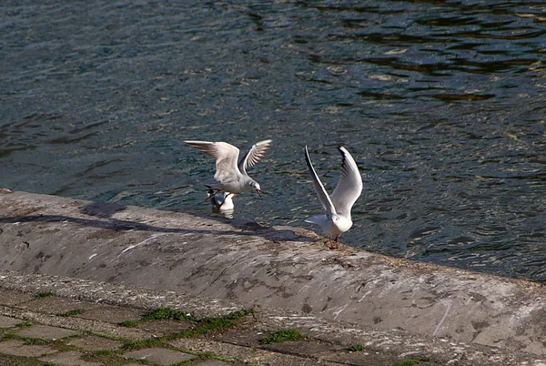 City seagulls on the Danube coast — Stock Photo, Image