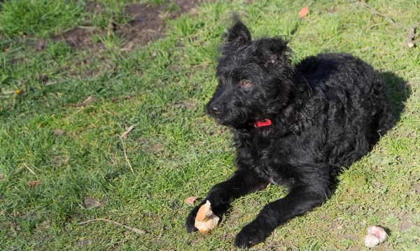 Een speelse hond, Pulin — Stockfoto