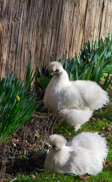 Silkie 닭 및 chiken — 스톡 사진
