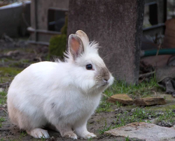 Tavşan, küçük tatlı bunny — Stok fotoğraf