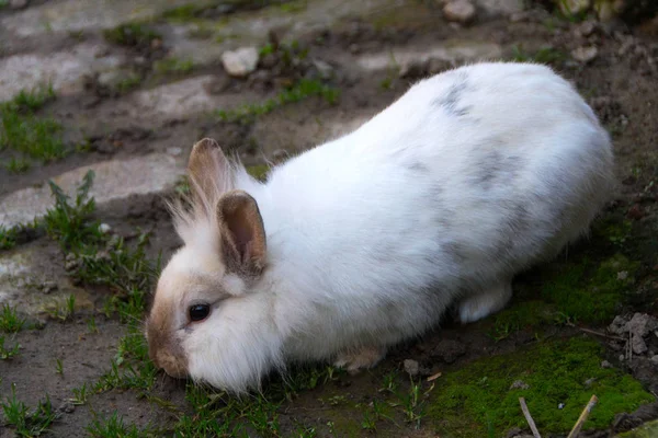 Conejo, pequeño conejito dulce — Foto de Stock