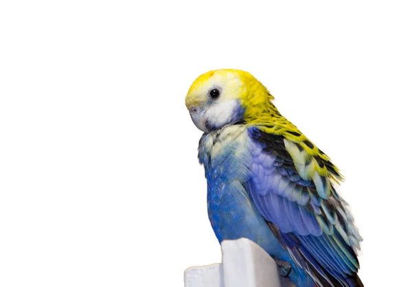 Parrot, blue rosella — Stock Photo, Image