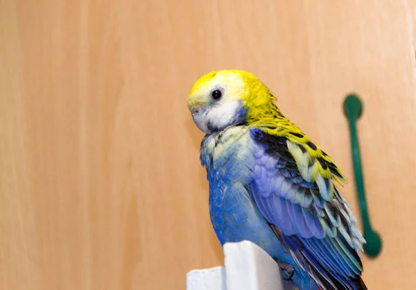 Parrot, blue rosella — Stock Photo, Image