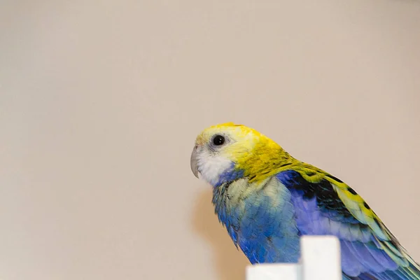Papegaai, blauwe rosella — Stockfoto