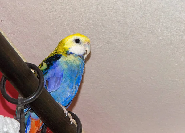 Papegoja, blå rosella — Stockfoto