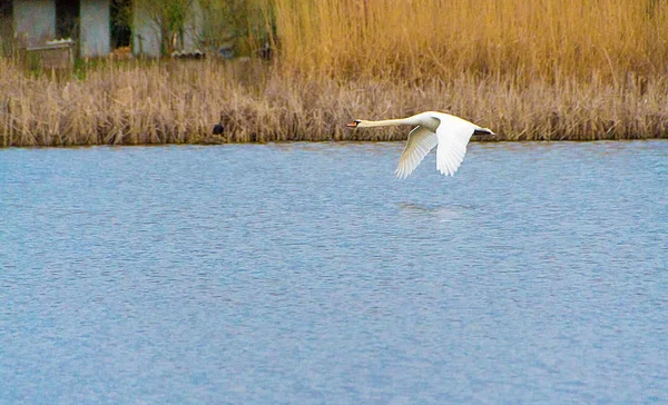 Swan in flight — Stock Photo, Image