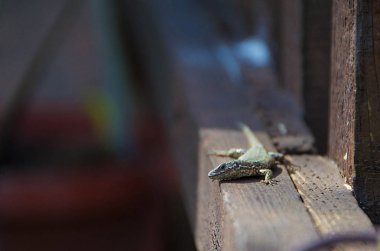 Kertenkele güneşte ısıtılır