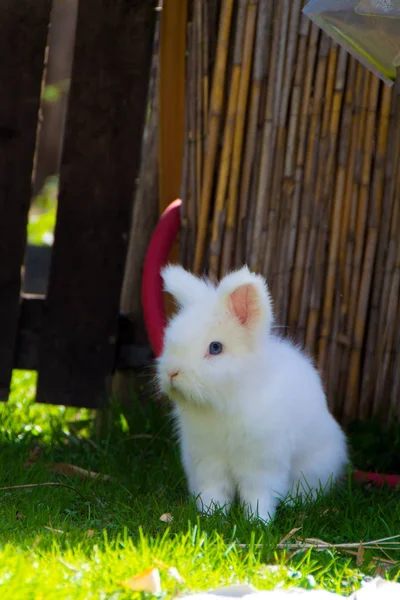 Kleines weißes Kaninchen — Stockfoto