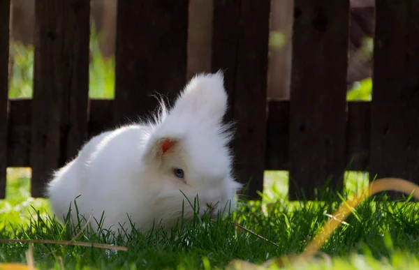 Little White Rabbit — Stock Photo, Image
