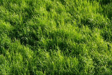 Backgrounde, yeşil çim
