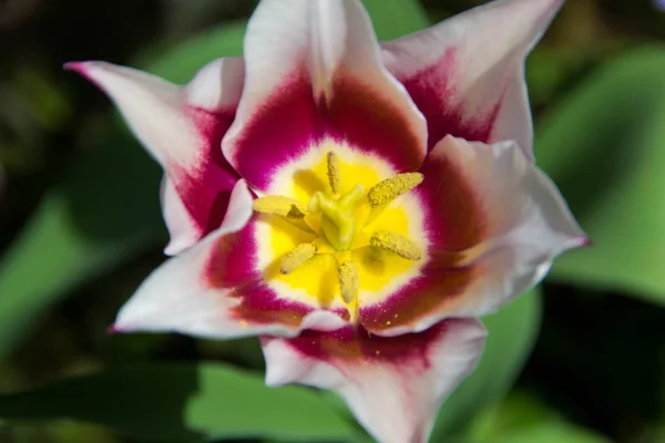 Tulipán bibe, közelről — Stock Fotó