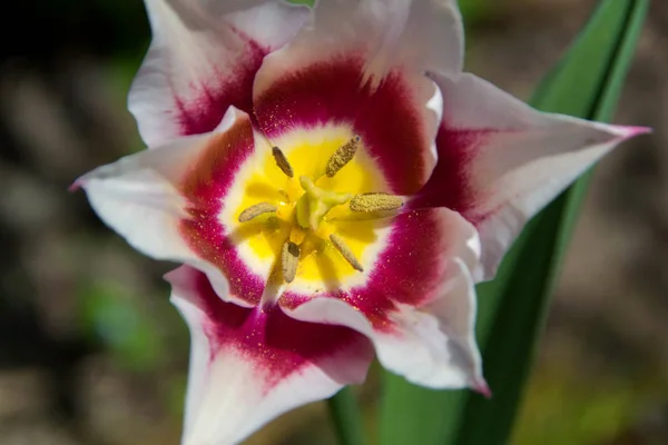 Tulipán bibe, közelről — Stock Fotó