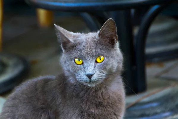 Kedi ve kedi gözleri — Stok fotoğraf