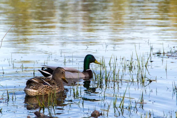 Canard colvert dans l'étang — Photo