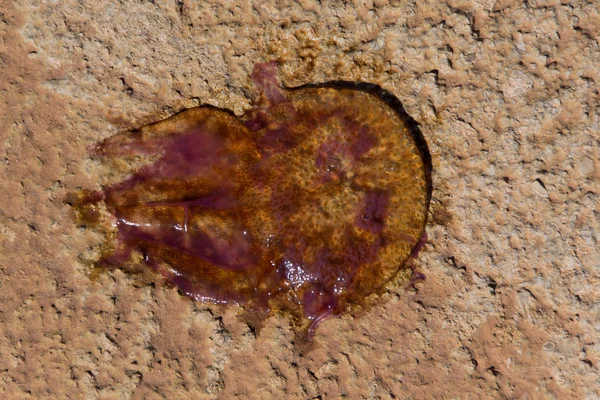 Meduse di mare sulla roccia — Foto Stock