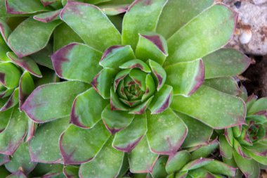 Houseleek - Sempervivum tectorum