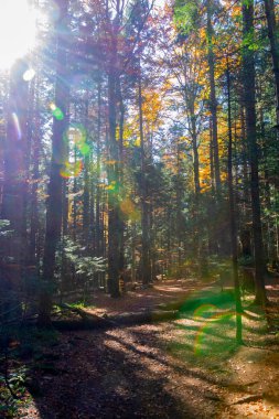 Orman, Sonbahar yolu