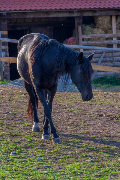 Ein schönes schwarzes Pferd — Stockfoto