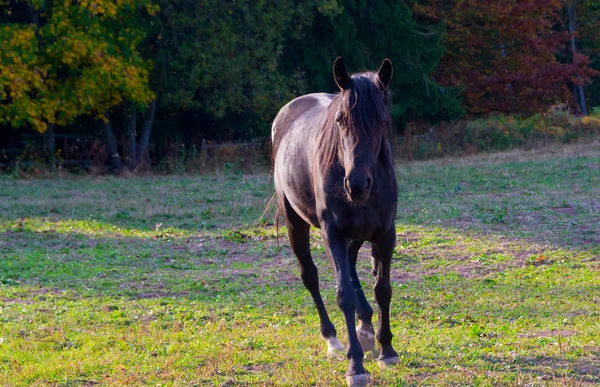 Ein schönes schwarzes Pferd — Stockfoto