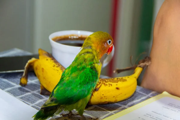 Lovebird papegoja, Fiskare fågel, Agapomis — Stockfoto