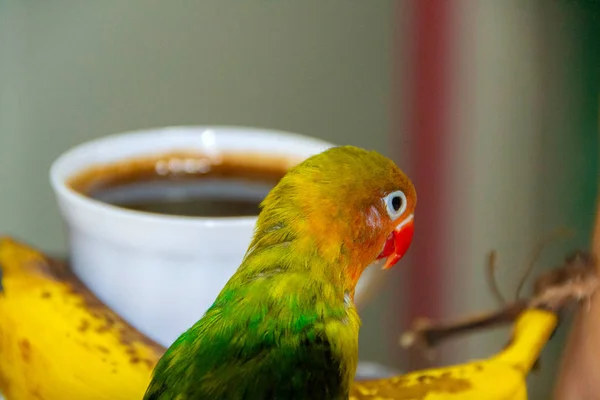 Verliefde papegaai, Vissersvogel, Agapomis — Stockfoto