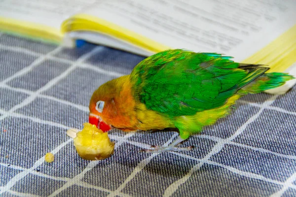 Verliefde papegaai, Vissersvogel, Agapomis — Stockfoto