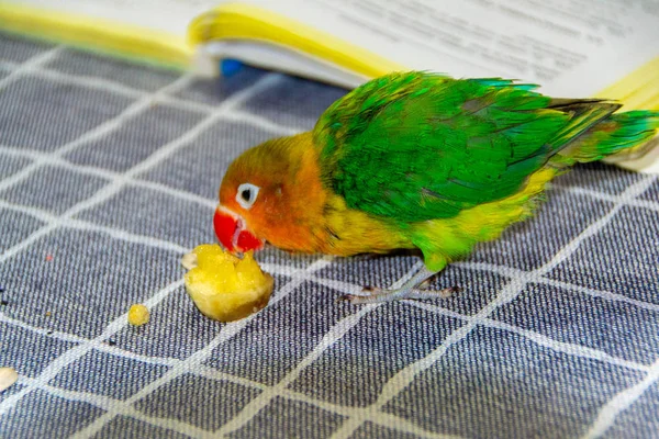 Verliefde papegaai, Vissersvogel, Agapomis — Stockfoto