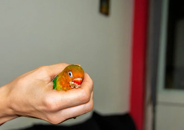 Ptak w ręku — Zdjęcie stockowe