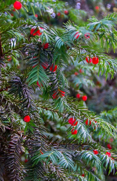 Bush com frutas vermelhas — Fotografia de Stock