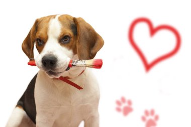 Ağzında bir fırçayla Beagle