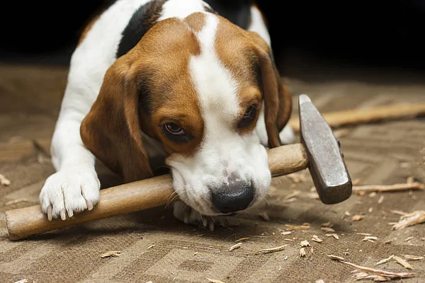 Beagle με ένα σφυρί στο στόμα του — Φωτογραφία Αρχείου