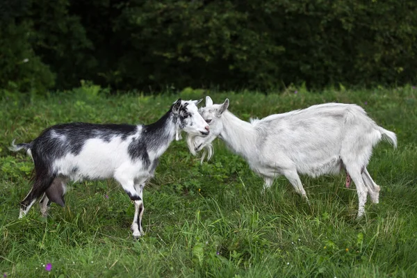 Deux chèvres. Communication . — Photo