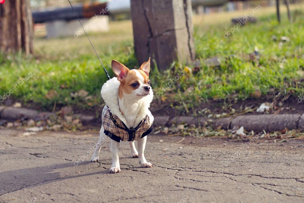 chihuahua walking