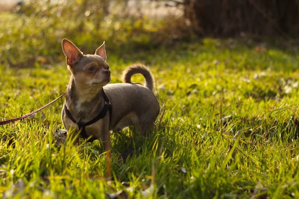    Chihuahua açık yürüyüş