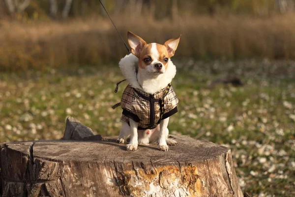    Chihuahua açık yürüyüş