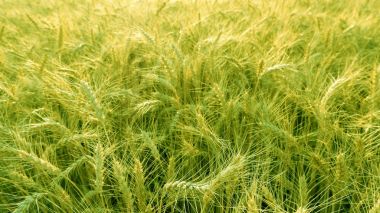 Güneşli bir genç buğday tarlası. Kulak buğday.